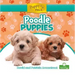 Poodle Puppies