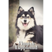 Finnish Lapphund: Dog breed overview and guide