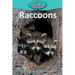 Raccoons