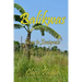 Balikwas: How to Emigrate to The Philippines
