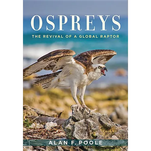 Ospreys: The Revival of a Global Raptor