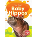 Baby Hippos