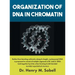 Organization of DNA in Chromatin