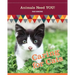 Caring for Cats