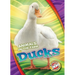 Ducks
