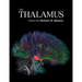 The Thalamus