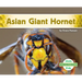 Asian Giant Hornet