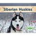 Siberian Huskies