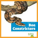 Boa Constrictors