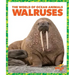 Walruses