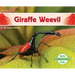 Giraffe Weevil