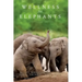 Wellness for Elephants: Proceedings of the Jacksonville Workshop