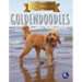 Goldendoodles