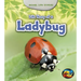 Life Story of a Ladybug