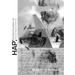 Hap: Understudies of Thomas Wyatt's Petrarch