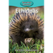Echidnas