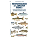 Newfoundland & Labrador Fishes