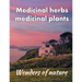 Medicinal herbs / medicinal plants: Wonders of nature
