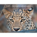 The Indian Leopard: In the Realm of the Phantom