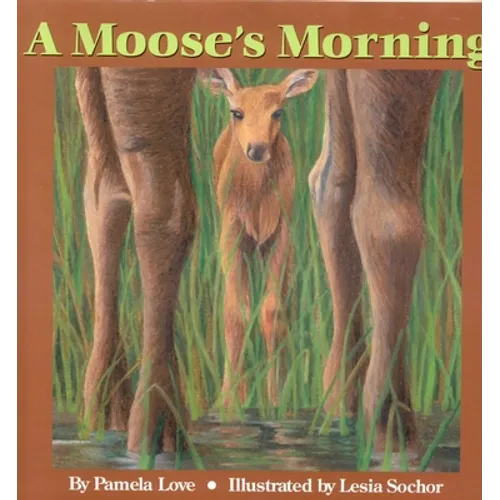 A Moose's Morning
