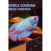 Edible Gourami: From Novice to Expert. Comprehensive Aquarium Fish Guide