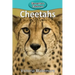 Cheetahs