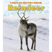 Reindeer