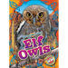 Elf Owls
