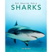 Sharks: Amazing Pictures & Fun Facts on Animals in Nature