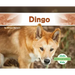 Dingo