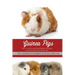 Guinea Pigs: How to care for your Guinea Pig and everything you need to know to keep them well