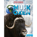 Musk Oxen