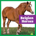 Belgian Horses