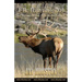 Elk Hunting 201: Big Bulls...Essentials for a Successful Hunt
