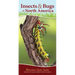 Insects & Bugs of North America: Your Way to Easily Identify Insects & Bugs