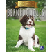 Bernedoodles