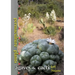 Permaculture Plants: agaves and cacti