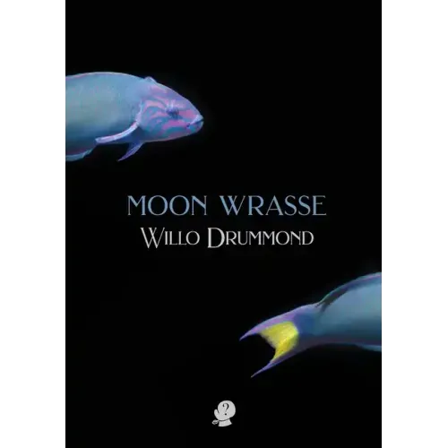 Moon Wrasse