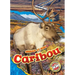 Caribou