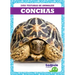 Conchas (Shells)
