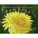 Book One of the Hidden Magic of Plants: Dandeia