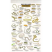 Mac's Field Guides: North American Reptiles