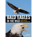 Bald Eagles in the Wild: A Visual Essay of America's National Bird