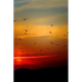 Sunset Flight: Beautiful