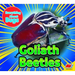 Goliath Beetles