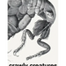 Crawly Creatures: Depiction and Appreciation of Insects and Other Critters in Art and Science
