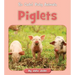 Piglets