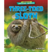 Three-Toed Sloth