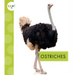 Ostriches
