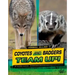 Coyotes and Badgers Team Up!